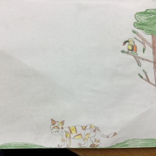 Rainforest Animal Drawing